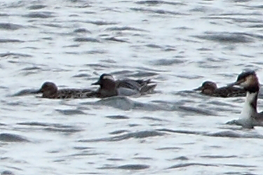 ★先週末の鳥類園(2011.3.19~21)+全域調査_e0046474_2251418.jpg