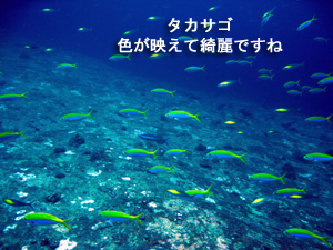 シミラン最高♪_f0144385_22404032.jpg