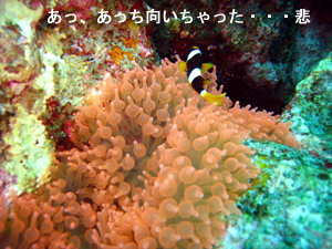 シミラン最高♪_f0144385_22411722.jpg