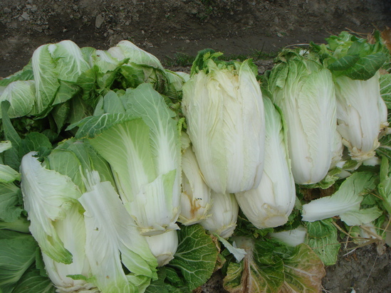a0193496_9424731.jpg