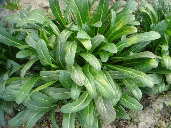 a0193496_9433810.jpg