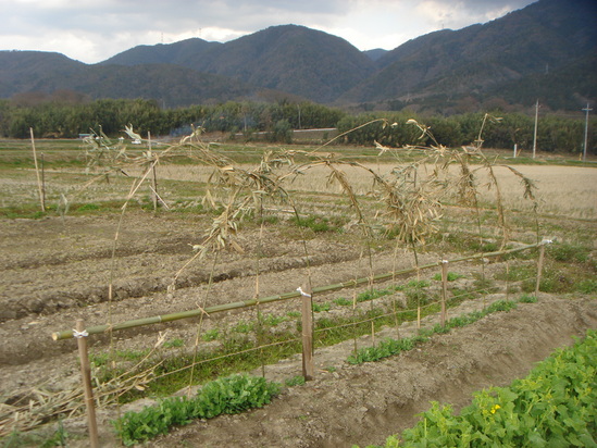 a0193496_9441161.jpg