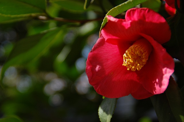 花園稲荷神社の白木蓮_a0169902_21493225.jpg