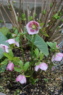 a0123003_0194293.jpg