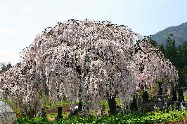 大好きな信州～安曇野の一本桜_a0188405_12421525.jpg