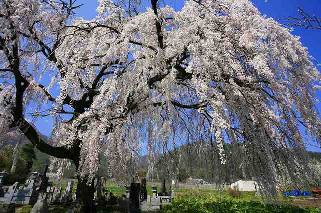 大好きな信州～安曇野の一本桜_a0188405_12425287.jpg