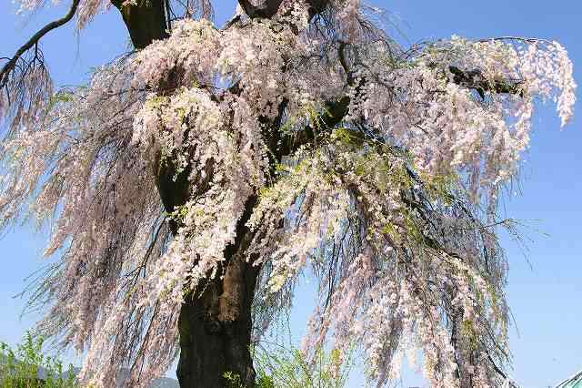 大好きな信州～安曇野の一本桜_a0188405_12443357.jpg