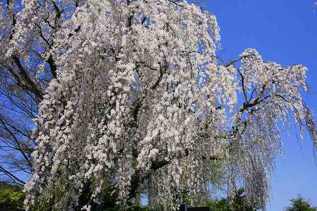 大好きな信州～安曇野の一本桜_a0188405_1244530.jpg