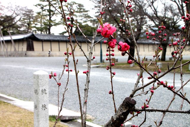 京の花だより 京都御苑2_e0048413_19533031.jpg