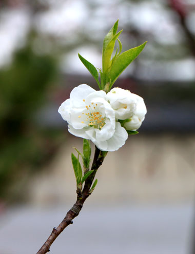 京の花だより 京都御苑2_e0048413_1957333.jpg