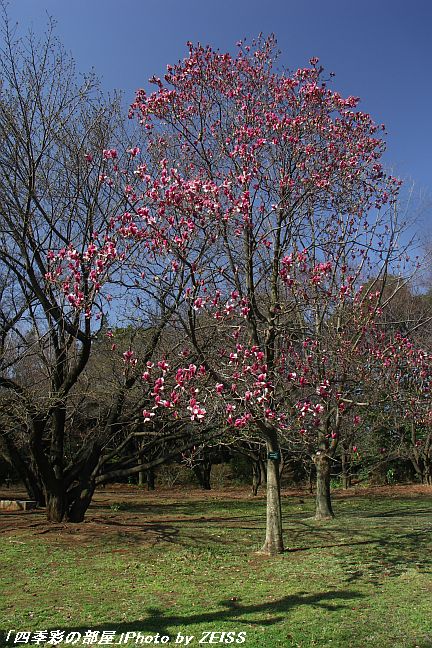 和光樹林公園の春(1)_a0195032_21294314.jpg