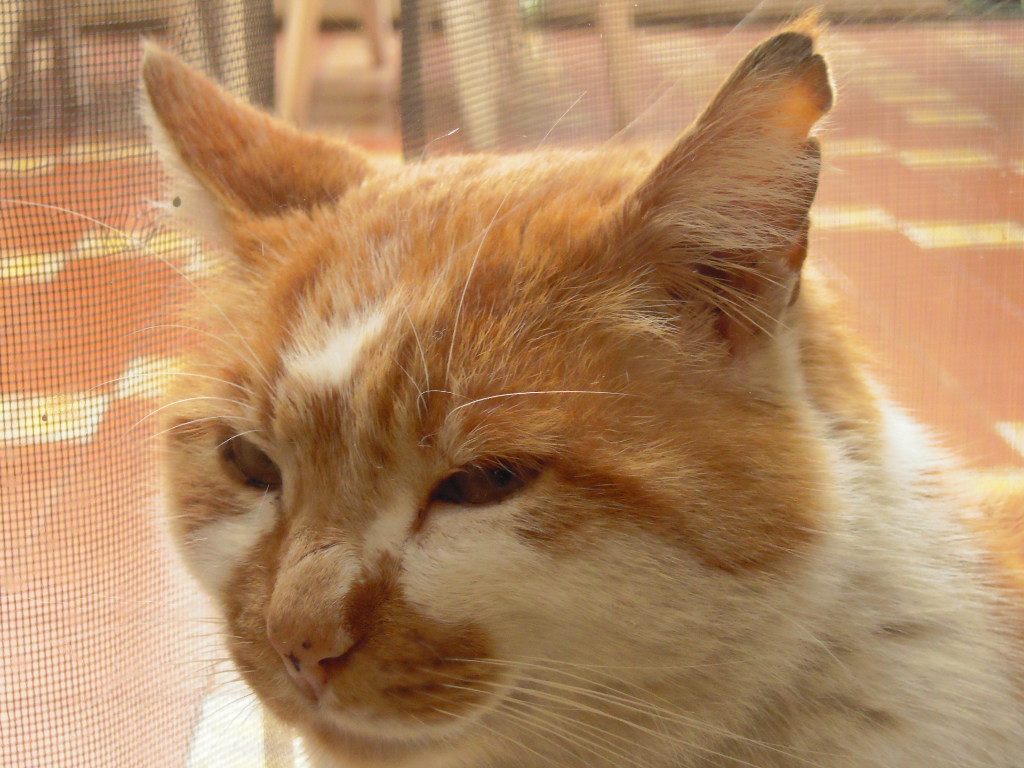 d0170140_303258.jpg