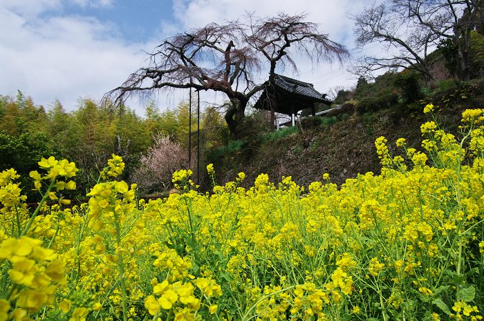 春を探しに（宇治田原町～井手町・地蔵禅院）_f0155048_20584880.jpg