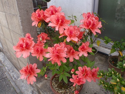 c0180460_92348.jpg