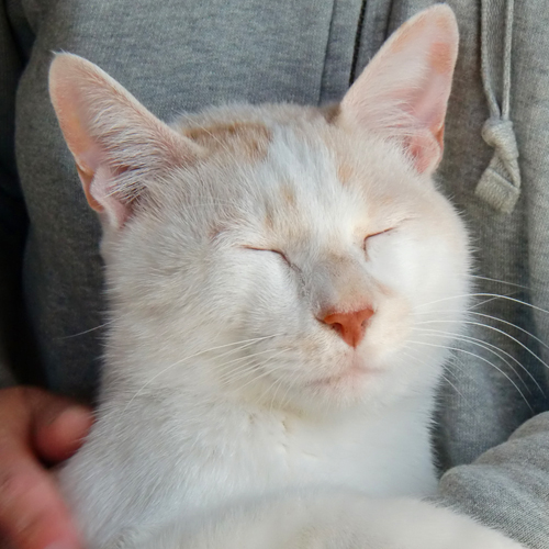 命名。「猫さん」から「さくらちゃん」へ。_d0165160_12253992.jpg