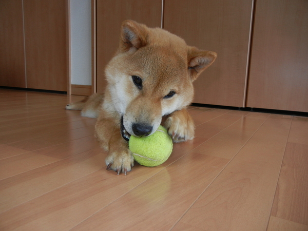 3月26日(土)遼君の初七日_f0060461_2014695.jpg