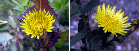 土手の草花列伝　身近な雑草巡り_e0235964_9171529.jpg