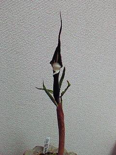 c0220371_8585725.jpg