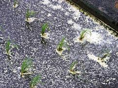 東京で黄色い雨を観測。花粉という言い訳はチェルノブイリの黄色い雨の嘘そのものだ？_c0139575_937316.jpg