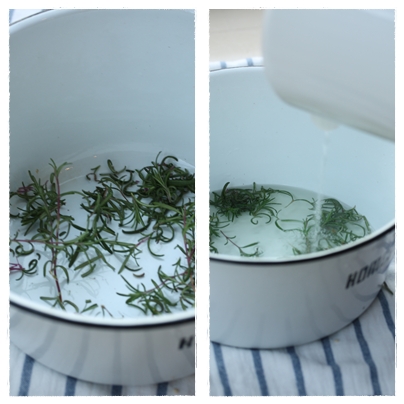 お庭のローズマリーで足浴 お風呂に入れない日も はるひごはん