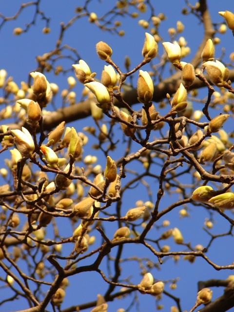 Magnolia denudata_b0011185_23584868.jpg