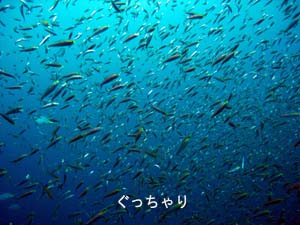再びピピ島へ!_f0144385_23575964.jpg