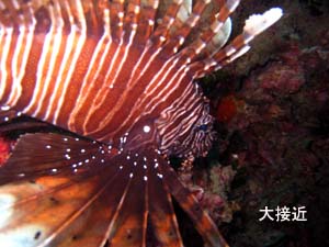 再びピピ島へ!_f0144385_2359895.jpg