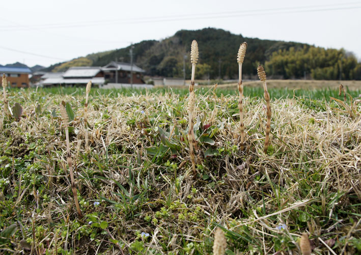 ツクシ_b0145296_72419100.jpg