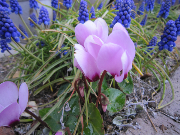 c0117597_09167.jpg