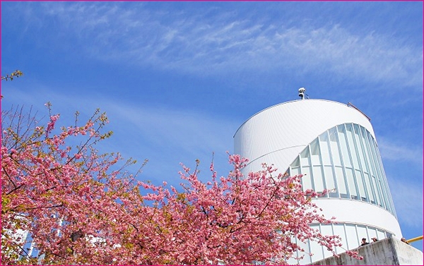 まつだ桜まつり2011 松田山の河津桜と菜の花_b0145398_2321829.jpg