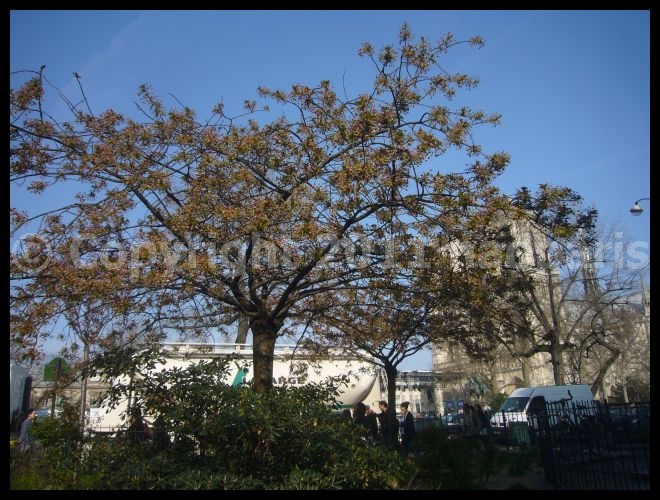 【サクラ】3月24日ノートルダム界隈(PARIS)_a0008105_2139773.jpg