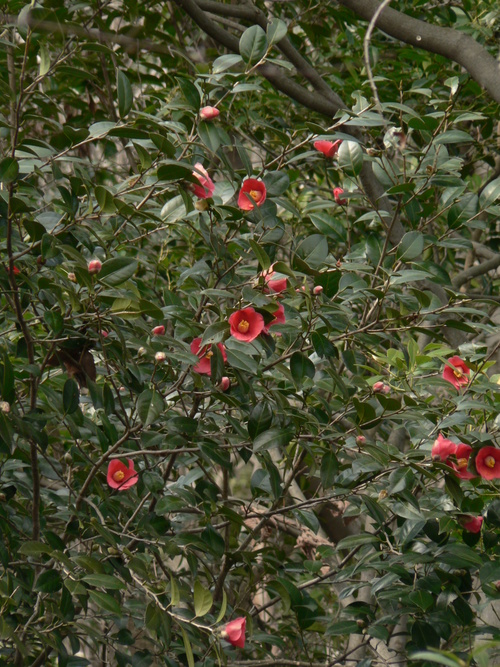 タムシバの開花宣言！_f0219710_833524.jpg