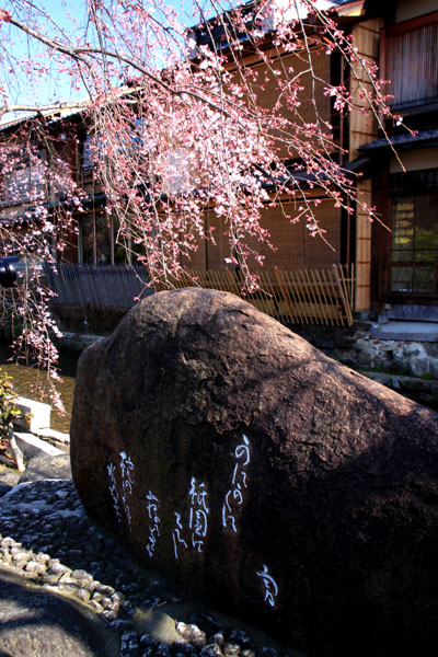 京の花だより 祇園白川_e0048413_16314077.jpg
