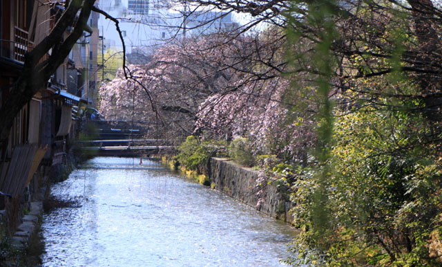 京の花だより 祇園白川_e0048413_16315899.jpg