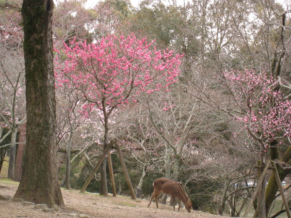 梅は咲いたか桜はまだか？　in Nara Park_e0233614_11451397.jpg