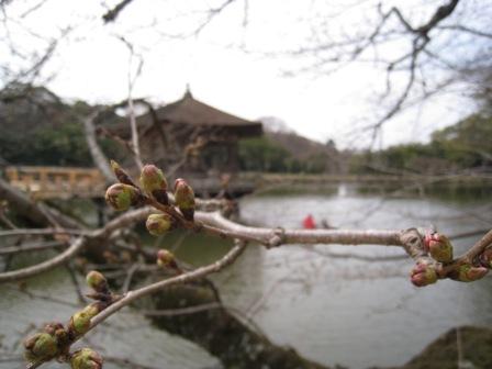 梅は咲いたか桜はまだか？　in Nara Park_e0233614_114660.jpg