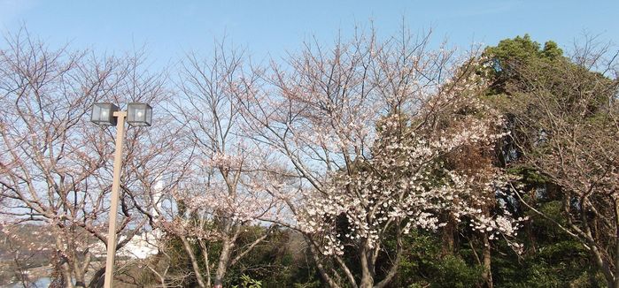 今日の「桜坂」(H23.3.27)_c0222430_2211299.jpg