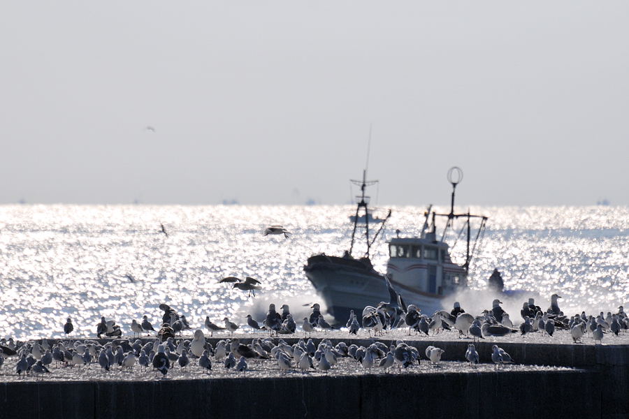 春告げ魚「いかなご漁」－２_d0148541_19542229.jpg