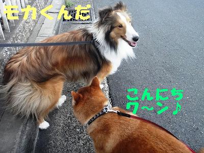 モカ君とトコトコ♪♪_e0195743_0244025.jpg