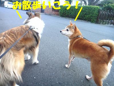 モカ君とトコトコ♪♪_e0195743_025256.jpg