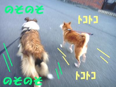 モカ君とトコトコ♪♪_e0195743_0253298.jpg