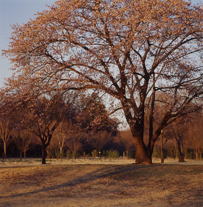 f0169053_1775335.jpg