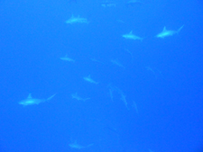 3月27日 すげーいたぜぇ_d0113459_2003870.jpg