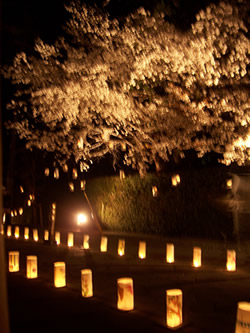 夜桜と灯り_a0123964_046630.jpg