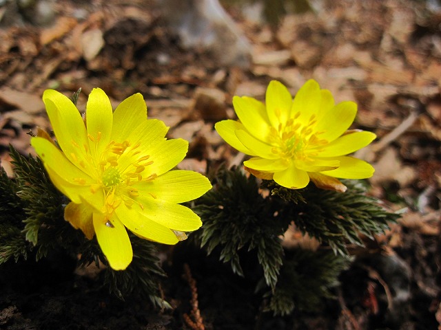 2011.3.27 西三子山_c0219866_1865347.jpg