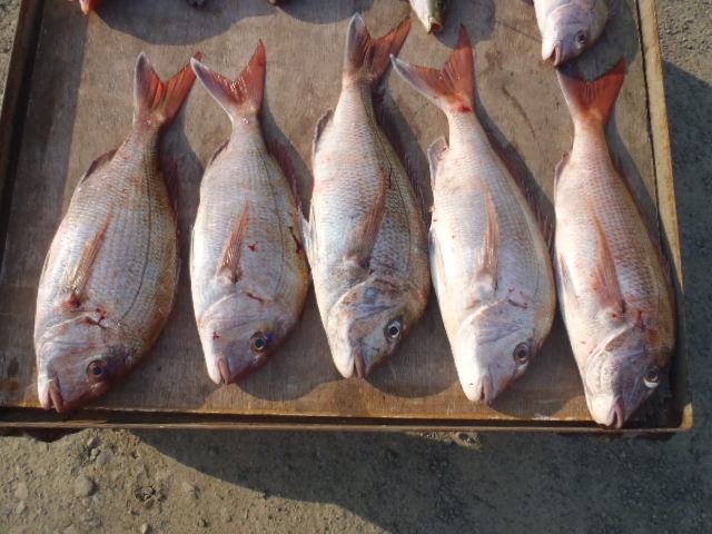 3月26日の釣果_a0077071_17115265.jpg