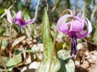 笠懸・荒神山のカタクリ 2011（みどり市笠懸町）【カタクリ】_b0004675_18123357.jpg