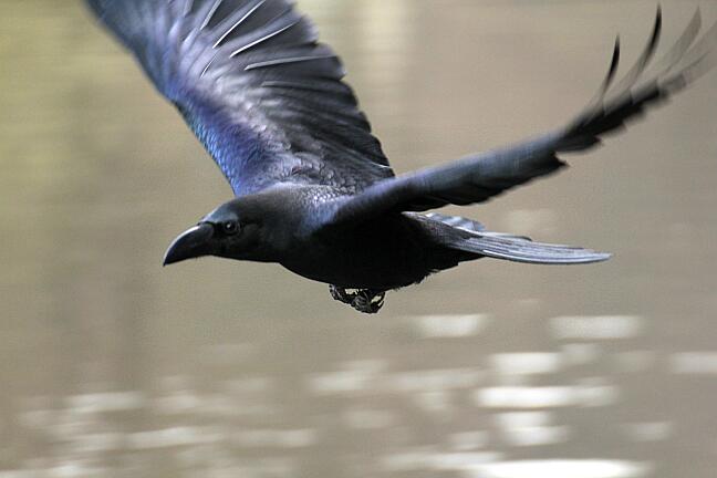 カラスの輝き 小白の七拍子でノリノリ