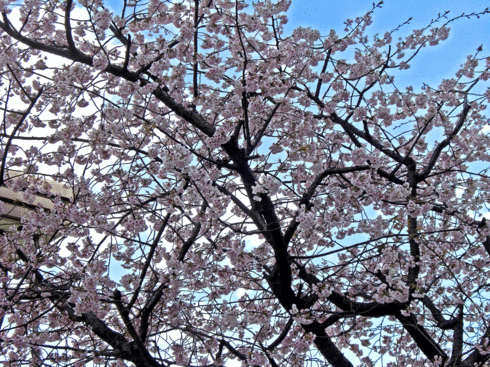 c0095679_14361615.gif