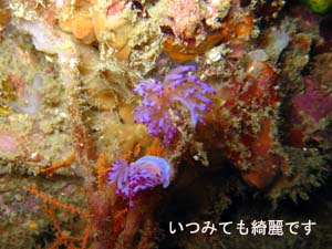 興奮の沈船_f0144385_2331213.jpg